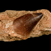 1.4" Mosasaur Prognathodon Fossil Tooth In Matrix Cretaceous Dinosaur Era COA
