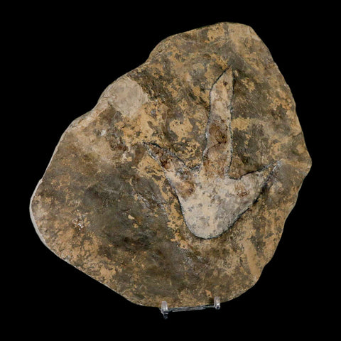 5.1" Grallator Variabilis Dinosaurs Track Foot Print Jurassic Age France COA, Stand