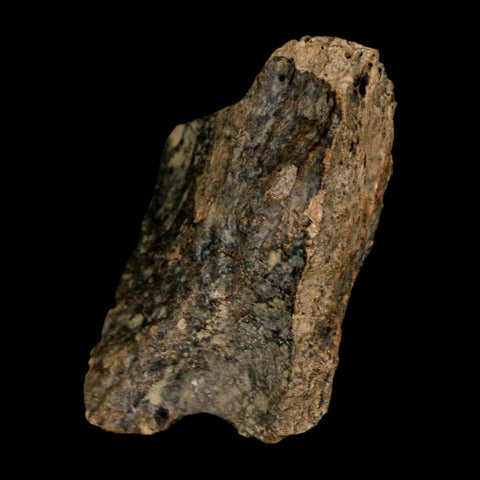 1.3" Tyrannosaurus Rex Fossil Bone Dinosaur Lance Creek Formation Wyoming COA - Fossil Age Minerals