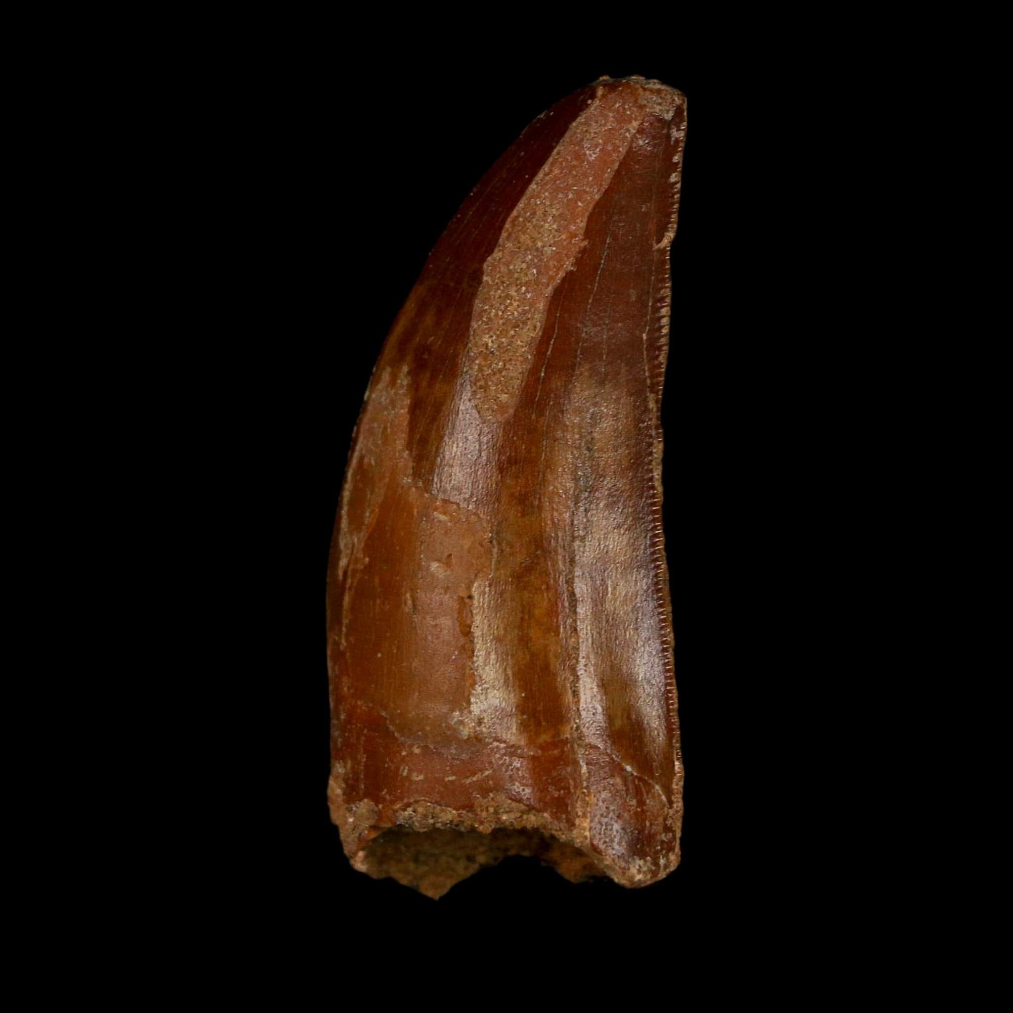 1.9" Carcharodontosaurus Fossil Tooth Cretaceous Dinosaur Morocco COA Stand - Fossil Age Minerals