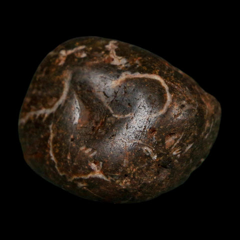 1.2" Sauropod Dinosaur Stomach Stone Gastrolith Rock Gizzard Stone COA