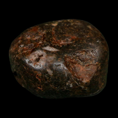 1.2" Sauropod Dinosaur Stomach Stone Gastrolith Rock Gizzard Stone COA