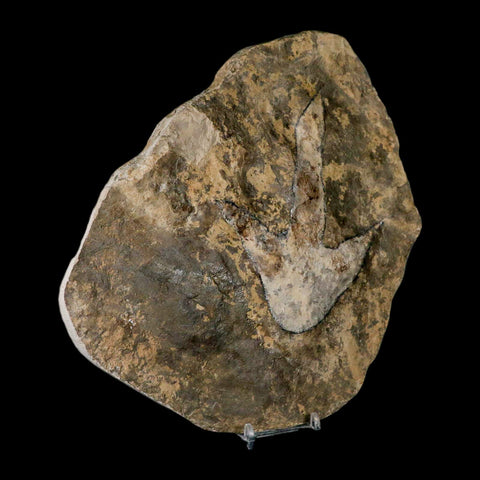 5.1" Grallator Variabilis Dinosaurs Track Foot Print Jurassic Age France COA, Stand