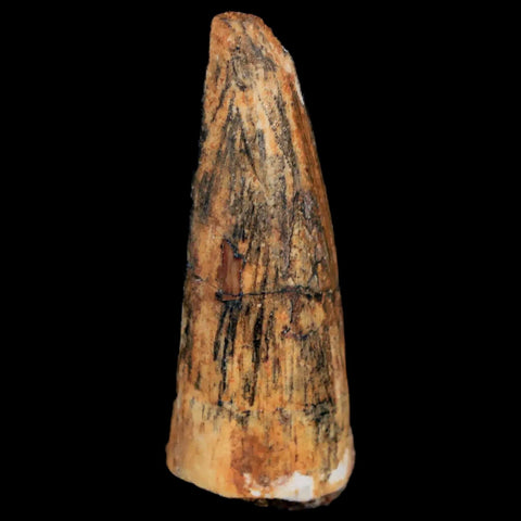 1.7" Spinosaurus Fossil Tooth 100 Mil Yrs Old Cretaceous Dinosaur COA & Stand - Fossil Age Minerals