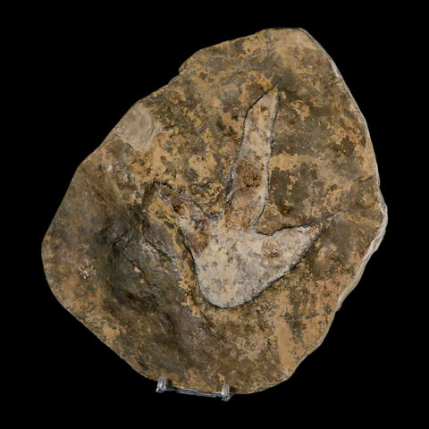 5.1" Grallator Variabilis Dinosaurs Track Foot Print Jurassic Age France COA, Stand