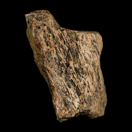 1.3" Tyrannosaurus Rex Fossil Bone Dinosaur Lance Creek Formation Wyoming COA