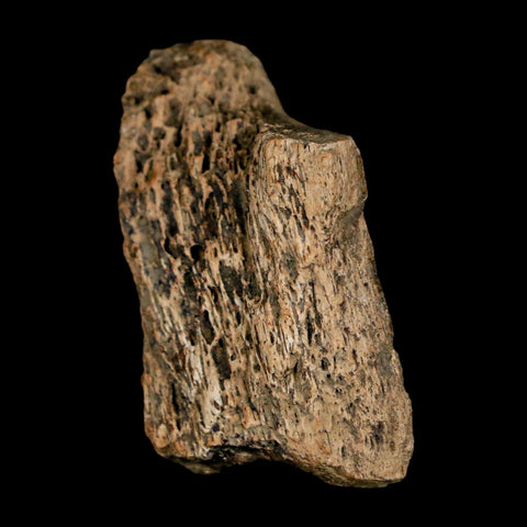 1.3" Tyrannosaurus Rex Fossil Bone Dinosaur Lance Creek Formation Wyoming COA - Fossil Age Minerals