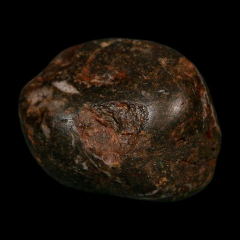 1.2" Sauropod Dinosaur Stomach Stone Gastrolith Rock Gizzard Stone COA