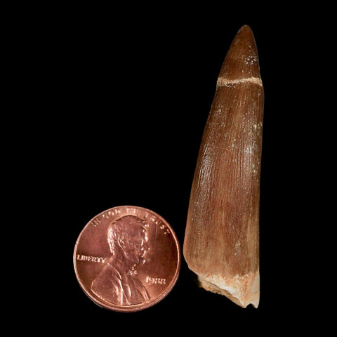 1.9" Plesiosaur Zarafasaura Tooth Fossil Cretaceous Dinosaur Era COA, Stand