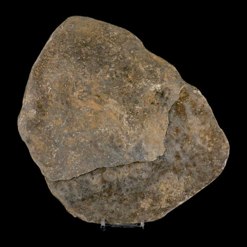 5.1" Grallator Variabilis Dinosaurs Track Foot Print Jurassic Age France COA, Stand