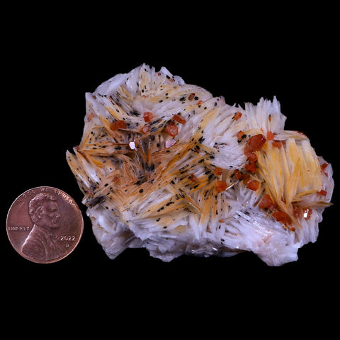 2.5" Sparkly Red Vanadinite Crystals White Barite Blades Mineral Mabladen Morocco - Fossil Age Minerals