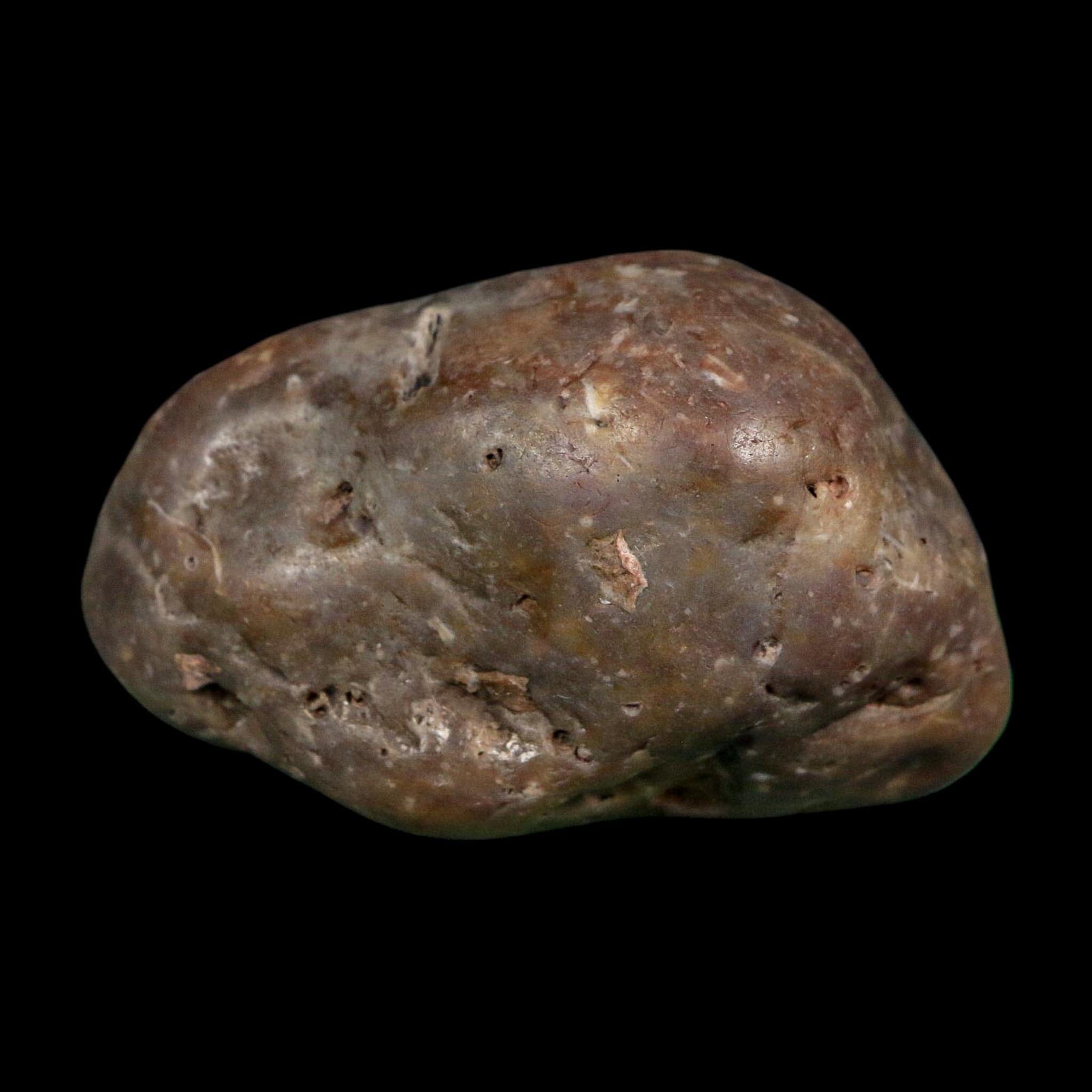 2.3" Sauropod Dinosaur Stomach Stone Gastrolith Rock Gizzard Stone COA - Fossil Age Minerals