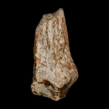 2.1" Tyrannosaurus Rex Fossil Bone Dinosaur Lance Creek Formation Wyoming COA