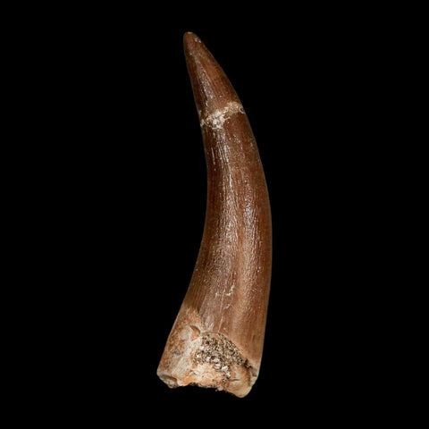 1.9" Plesiosaur Zarafasaura Tooth Fossil Cretaceous Dinosaur Era COA, Stand