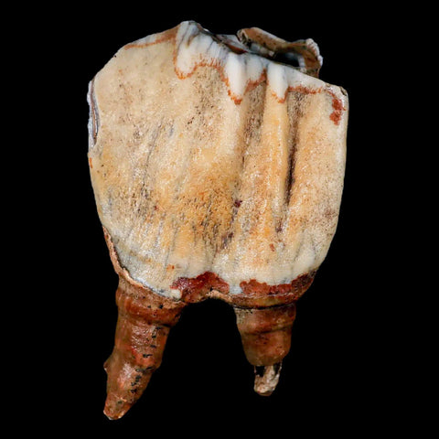 XL 4.5" Woolly Rhinoceros Fossil Rooted Tooth Pleistocene Age Megafauna Russia COA - Fossil Age Minerals