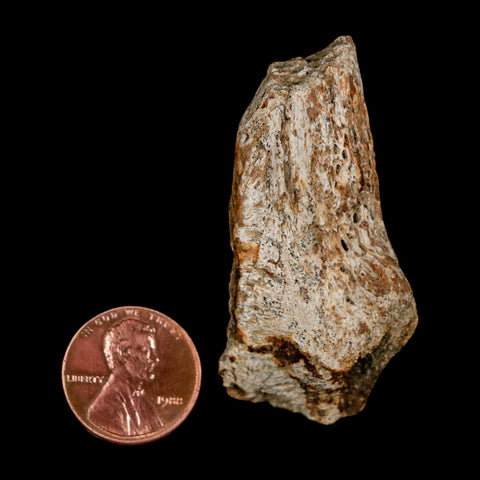 2.1" Tyrannosaurus Rex Fossil Bone Dinosaur Lance Creek Formation Wyoming COA - Fossil Age Minerals