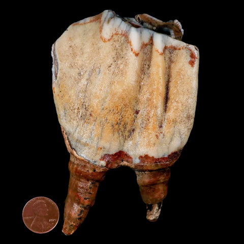 XL 4.5" Woolly Rhinoceros Fossil Rooted Tooth Pleistocene Age Megafauna Russia COA - Fossil Age Minerals