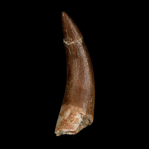 1.9" Plesiosaur Zarafasaura Tooth Fossil Cretaceous Dinosaur Era COA, Stand