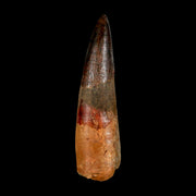 XL 3.2" Spinosaurus Fossil Tooth 100 Million Years Old Cretaceous Dinosaur COA
