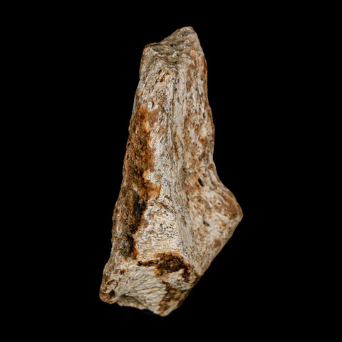 2.1" Tyrannosaurus Rex Fossil Bone Dinosaur Lance Creek Formation Wyoming COA - Fossil Age Minerals