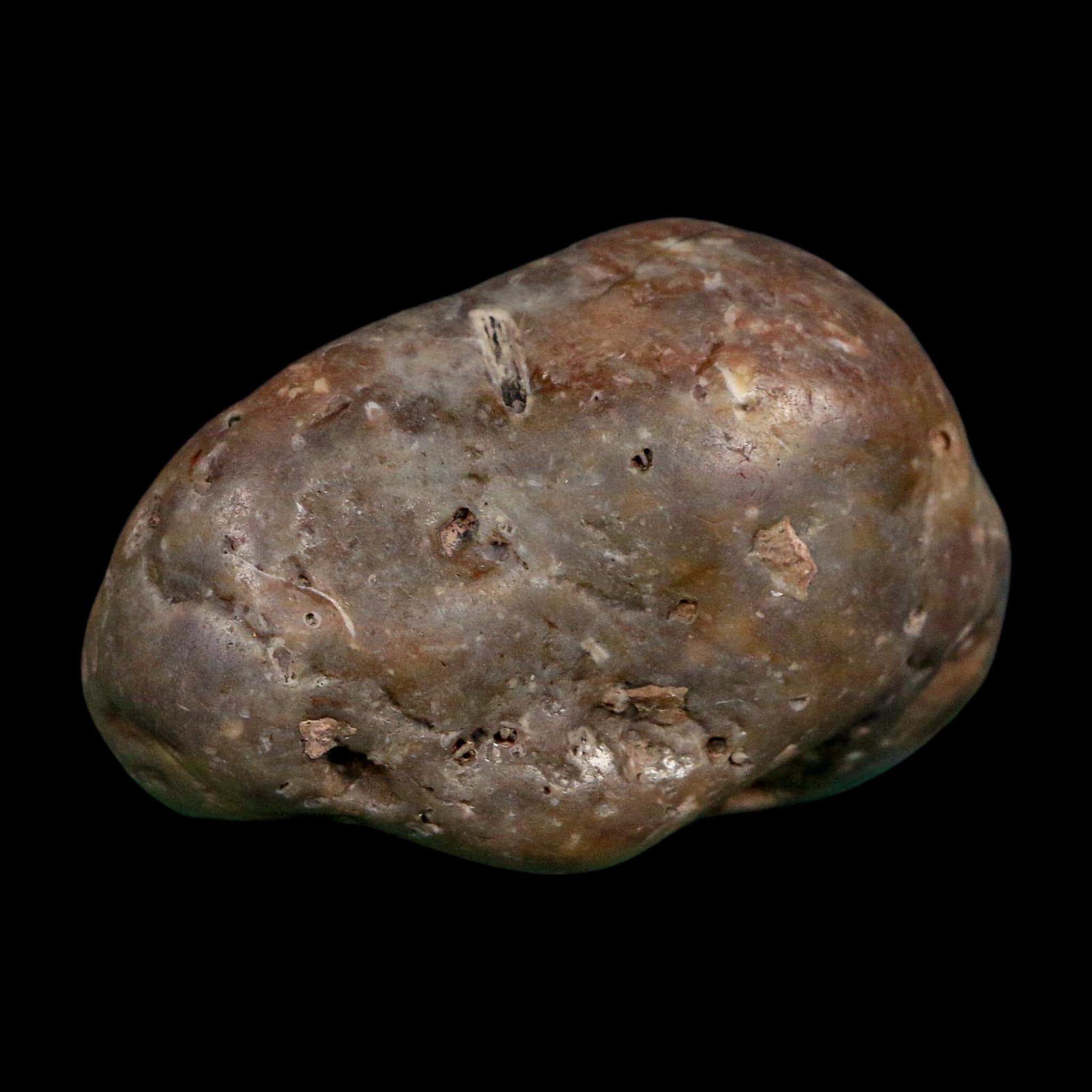 2.3" Sauropod Dinosaur Stomach Stone Gastrolith Rock Gizzard Stone COA - Fossil Age Minerals