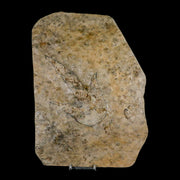 5.1" Grallator Variabilis Dinosaurs Track Foot Print Jurassic Age France COA, Stand