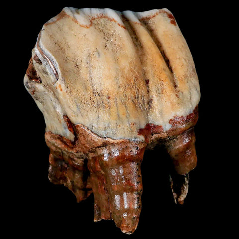 XL 4.5" Woolly Rhinoceros Fossil Rooted Tooth Pleistocene Age Megafauna Russia COA - Fossil Age Minerals