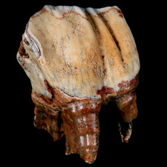 Woolly Rhinoceros Collection
