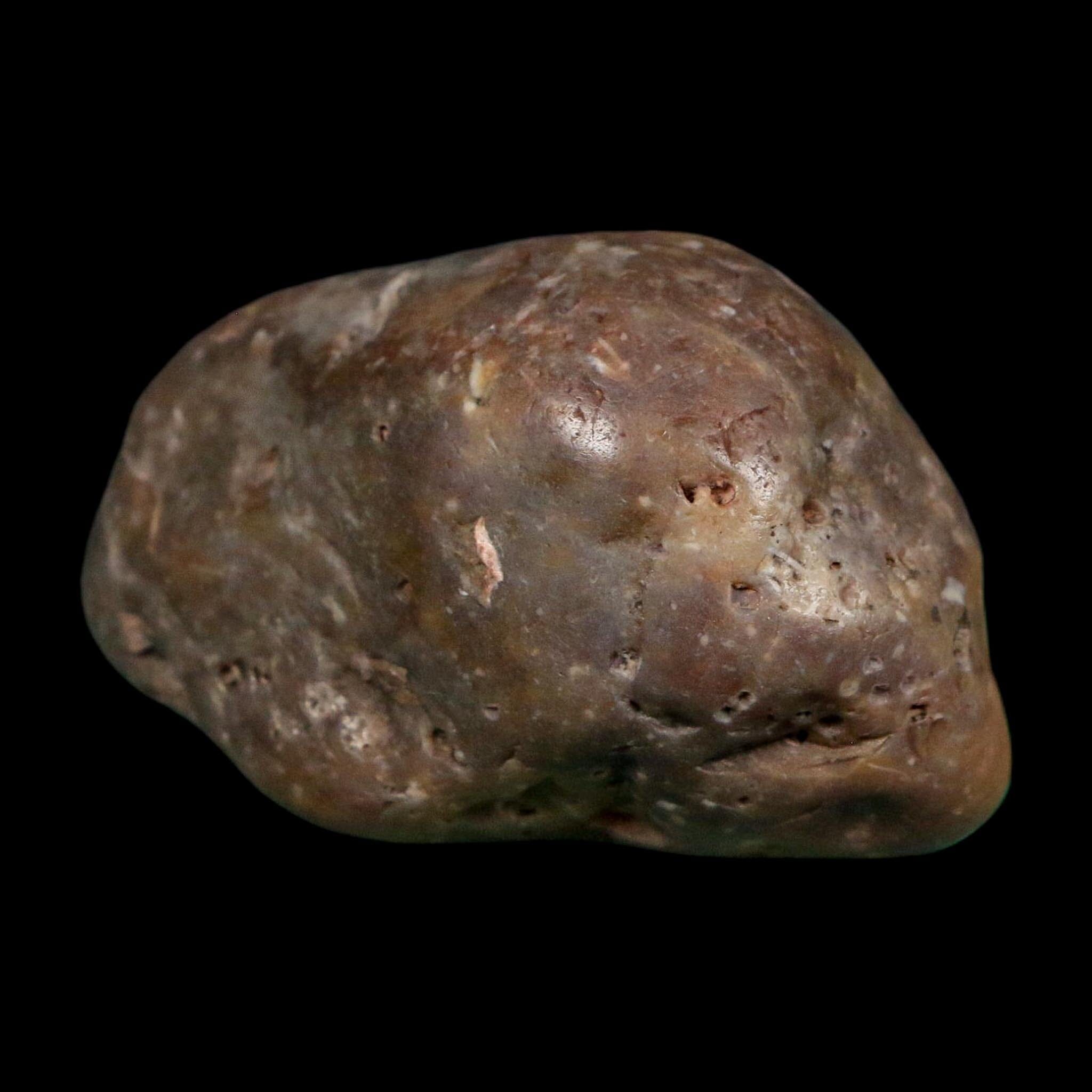 2.3" Sauropod Dinosaur Stomach Stone Gastrolith Rock Gizzard Stone COA - Fossil Age Minerals