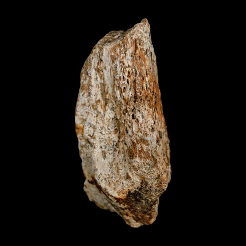 2.1" Tyrannosaurus Rex Fossil Bone Dinosaur Lance Creek Formation Wyoming COA - Fossil Age Minerals