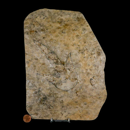 5.1" Grallator Variabilis Dinosaurs Track Foot Print Jurassic Age France COA, Stand