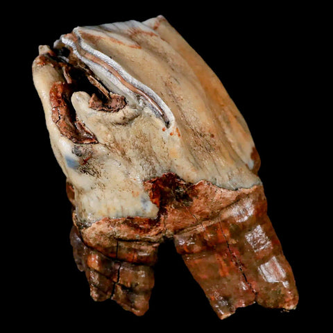 XL 4.5" Woolly Rhinoceros Fossil Rooted Tooth Pleistocene Age Megafauna Russia COA - Fossil Age Minerals