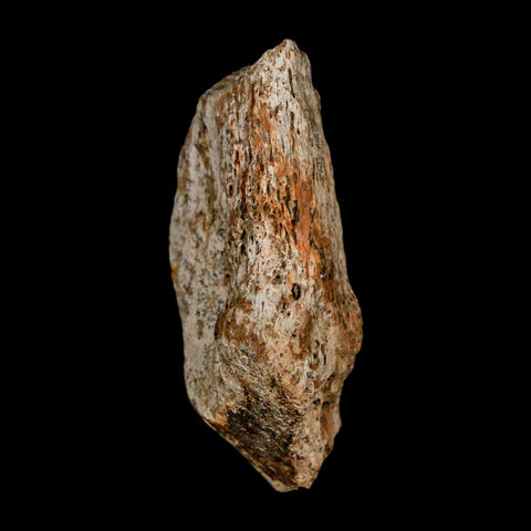 2.1" Tyrannosaurus Rex Fossil Bone Dinosaur Lance Creek Formation Wyoming COA - Fossil Age Minerals