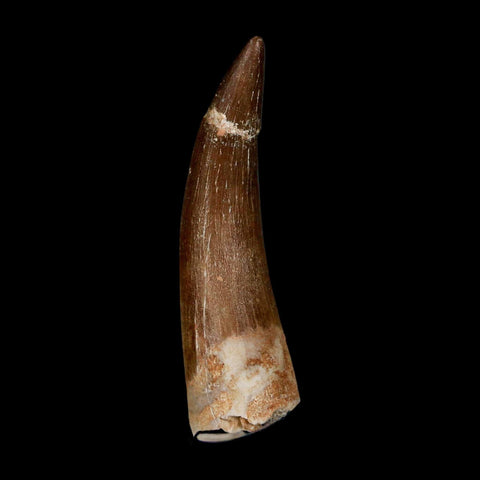 1.9" Plesiosaur Zarafasaura Tooth Fossil Cretaceous Dinosaur Era COA, Stand