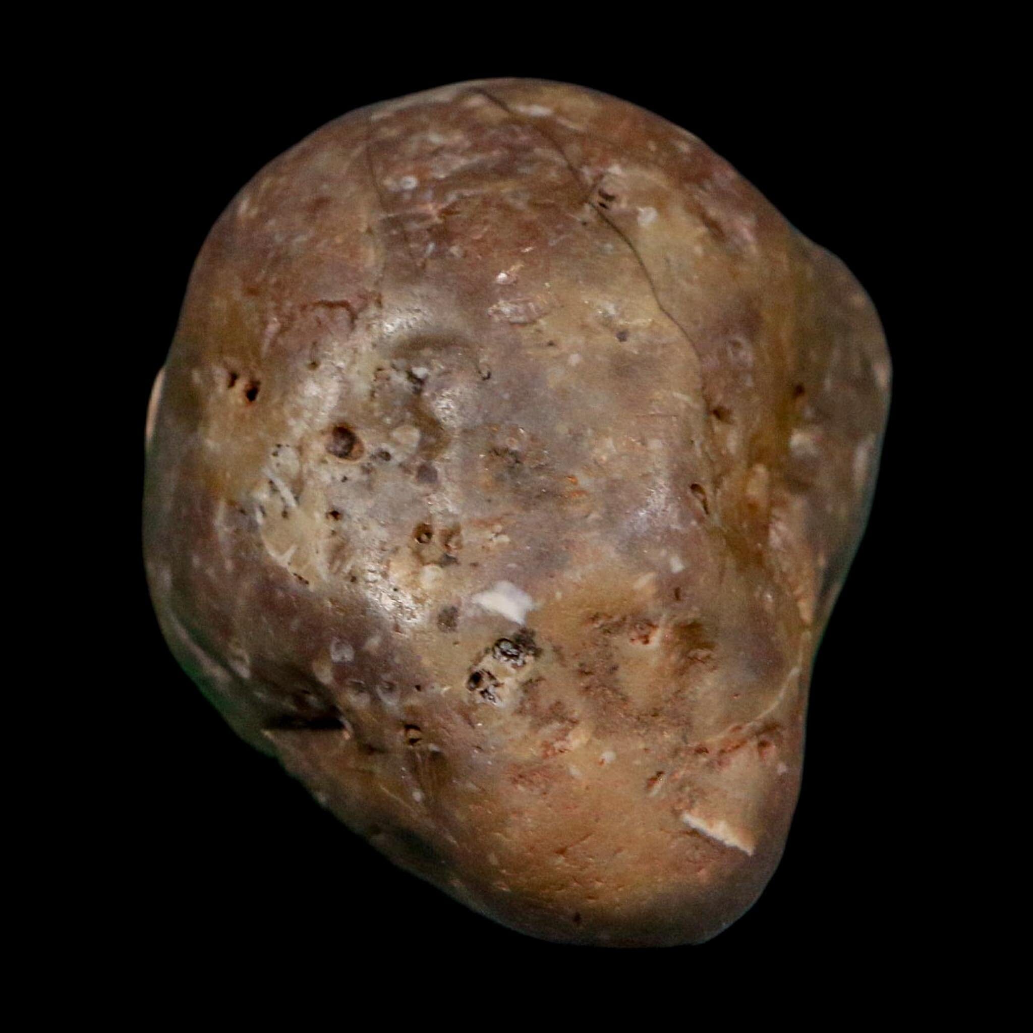 2.3" Sauropod Dinosaur Stomach Stone Gastrolith Rock Gizzard Stone COA - Fossil Age Minerals