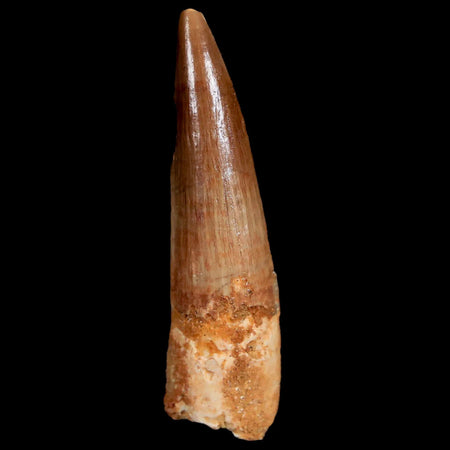 2.2" Spinosaurus Fossil Tooth 100 Mil Yrs Old Cretaceous Dinosaur COA & Stand