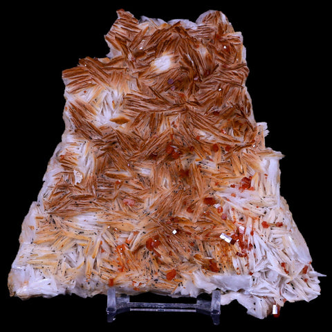 4.8" Sparkly Red Vanadinite Crystals White Barite Blades Mineral Mabladen Morocco - Fossil Age Minerals