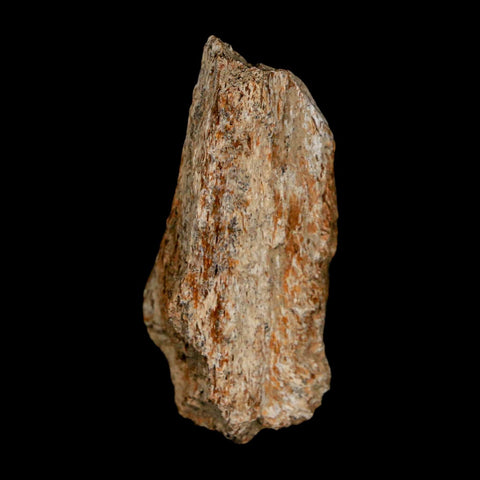 2.1" Tyrannosaurus Rex Fossil Bone Dinosaur Lance Creek Formation Wyoming COA - Fossil Age Minerals