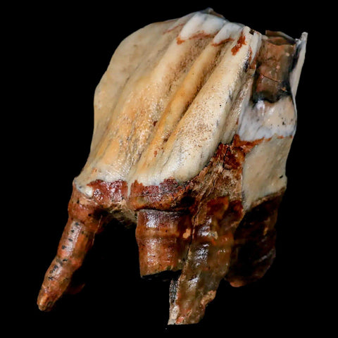 XL 4.5" Woolly Rhinoceros Fossil Rooted Tooth Pleistocene Age Megafauna Russia COA - Fossil Age Minerals