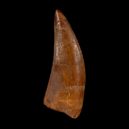 1.8" Carcharodontosaurus Fossil Tooth Cretaceous Dinosaur Morocco COA Stand