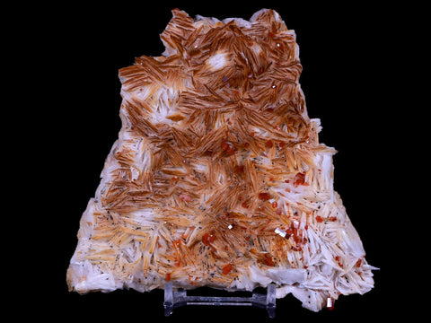 4.8" Sparkly Red Vanadinite Crystals White Barite Blades Mineral Mabladen Morocco - Fossil Age Minerals