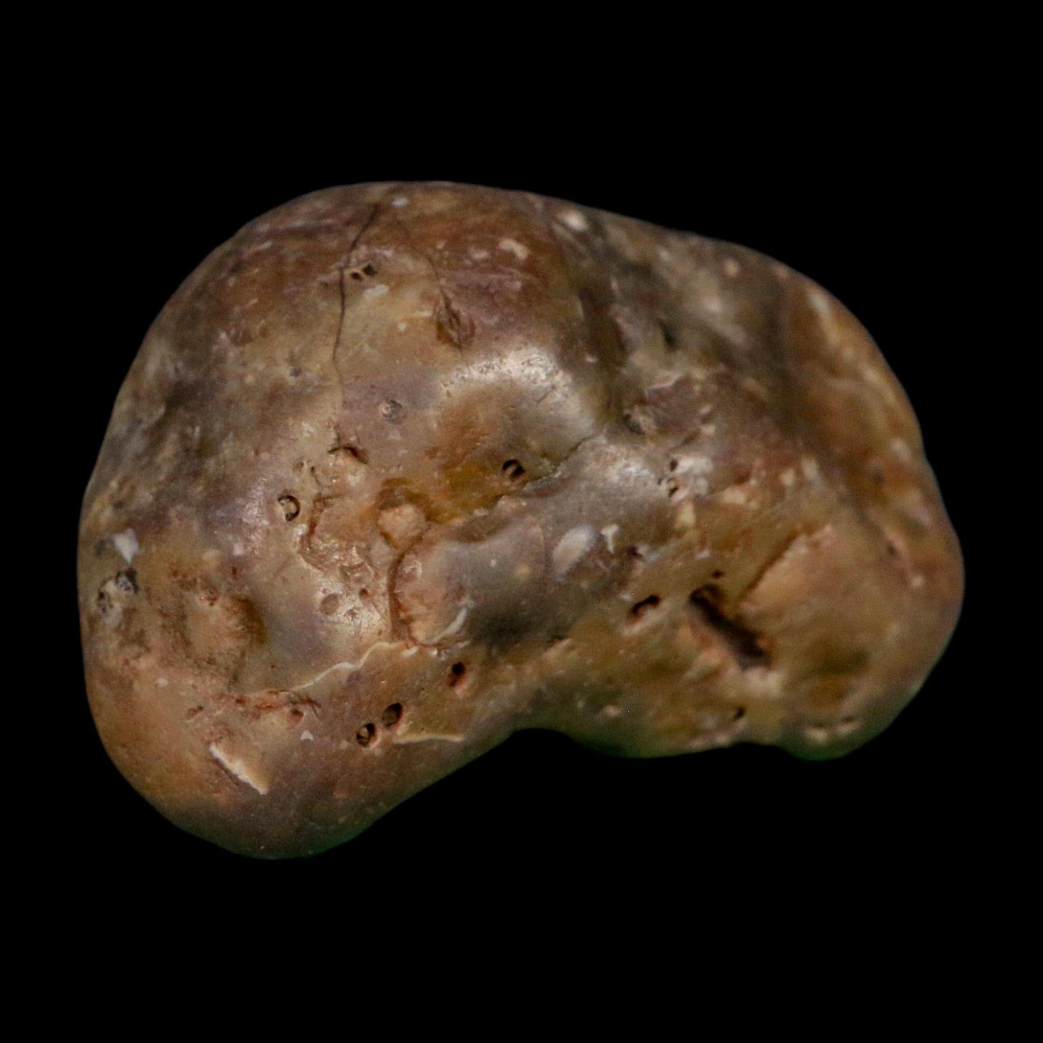 2.3" Sauropod Dinosaur Stomach Stone Gastrolith Rock Gizzard Stone COA - Fossil Age Minerals