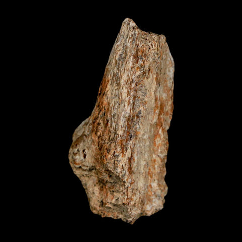 2.1" Tyrannosaurus Rex Fossil Bone Dinosaur Lance Creek Formation Wyoming COA - Fossil Age Minerals