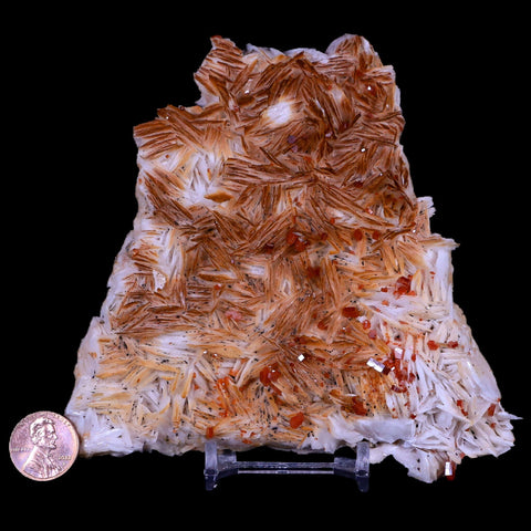 4.8" Sparkly Red Vanadinite Crystals White Barite Blades Mineral Mabladen Morocco - Fossil Age Minerals