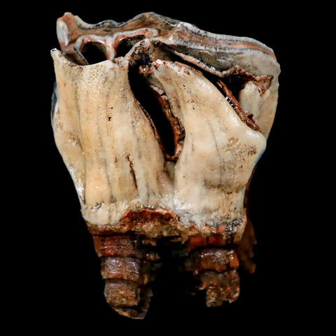 XL 4.5" Woolly Rhinoceros Fossil Rooted Tooth Pleistocene Age Megafauna Russia COA - Fossil Age Minerals