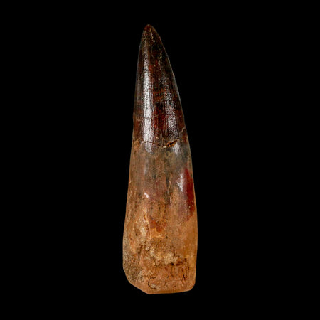 XL 3.2" Spinosaurus Fossil Tooth 100 Million Years Old Cretaceous Dinosaur COA