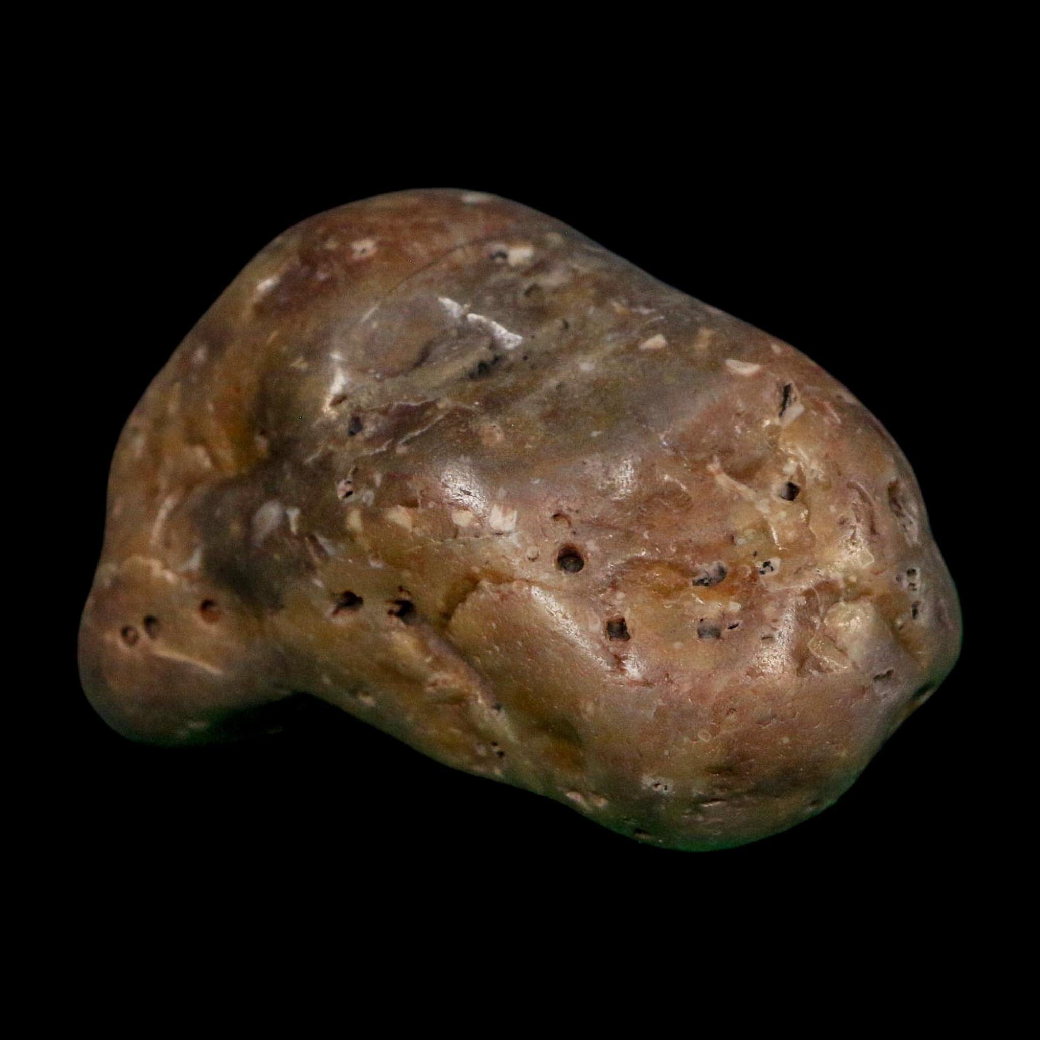 2.3" Sauropod Dinosaur Stomach Stone Gastrolith Rock Gizzard Stone COA - Fossil Age Minerals