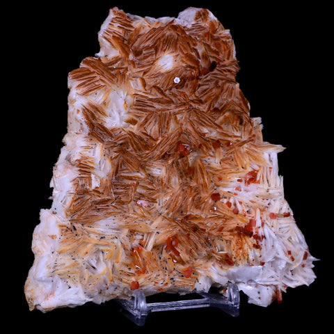 4.8" Sparkly Red Vanadinite Crystals White Barite Blades Mineral Mabladen Morocco - Fossil Age Minerals