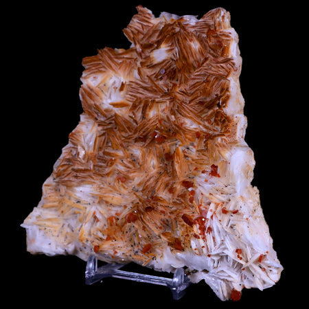4.8" Sparkly Red Vanadinite Crystals White Barite Blades Mineral Mabladen Morocco