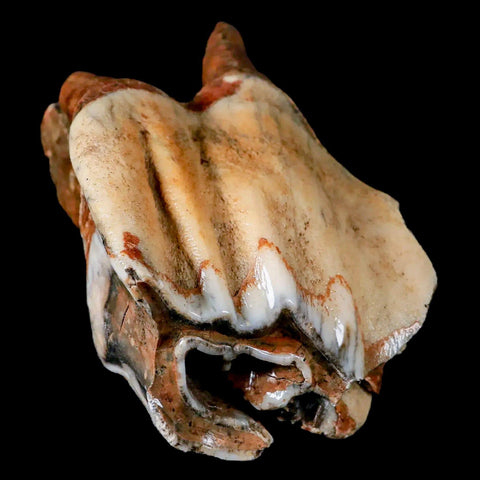 XL 4.5" Woolly Rhinoceros Fossil Rooted Tooth Pleistocene Age Megafauna Russia COA - Fossil Age Minerals